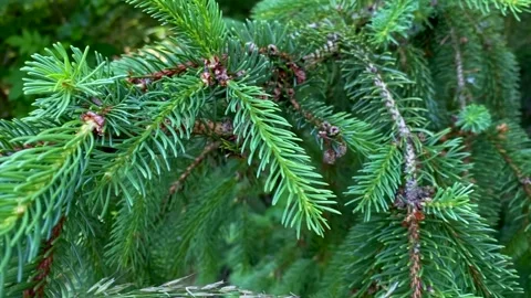 Closeup of spruce branches with vivid green needles and small pinecones, de.. Stock Footage 313558276