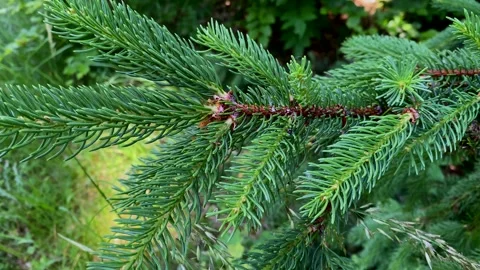Closeup of spruce tree branches with fresh green needles in daylight, detai.. Stock Footage 313558275