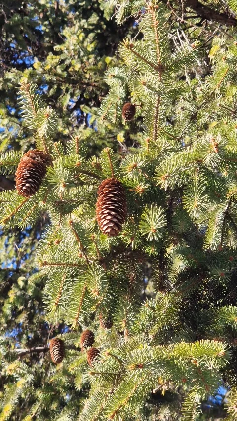 Closeup of a spruce tree branches with green needles and brown cones hanging Stock Footage 299806670