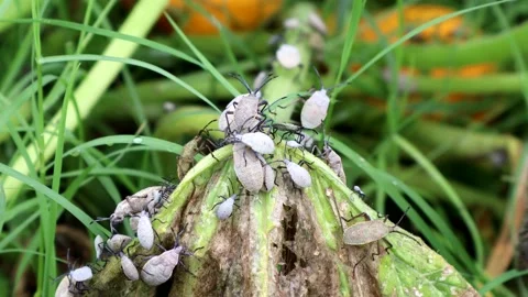 A closeup of squash bugs in a garden, 4K Video stock 136384933