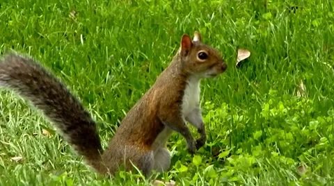 Closeup of squirrel Vídeos de archivo 45529679