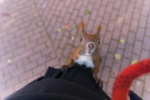 Closeup of a squirrel jumping on a person in the trees Stock Photos