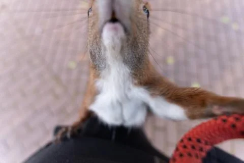 Closeup of a squirrel jumping on a person in the trees Stock Photos