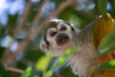 Closeup of a squirrel monkey sitting on a tree Stock Photos