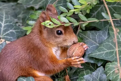 Closeup of squirrel nuts in hand Stock Photos