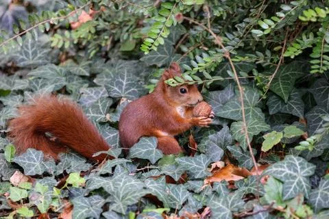 Closeup of squirrel nuts in hand Stock Photos