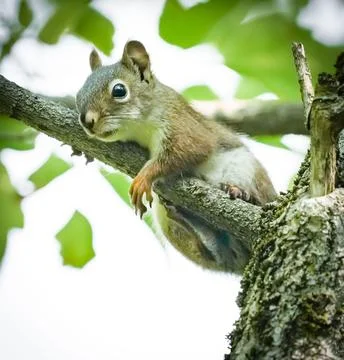 Closeup of a squirrel perched on a branch Stock Photos