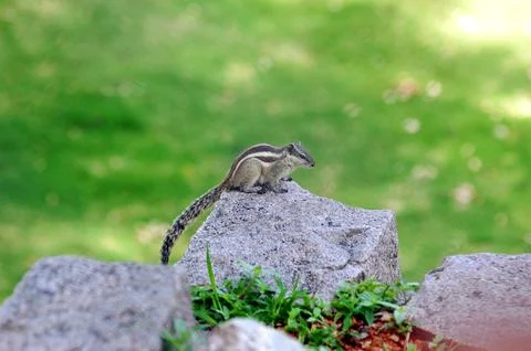 Closeup of a Squirrel Stock Photos