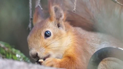 Closeup squirrel with walnut 库存影片 80597000