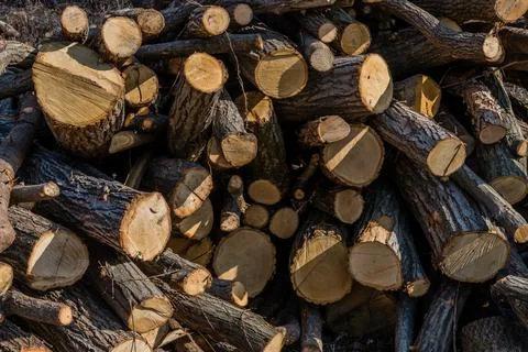 Closeup of stack of cut logs Stock Photos