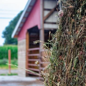 Closeup of a stack of hay with a blurry red barn in the background Stock Photos