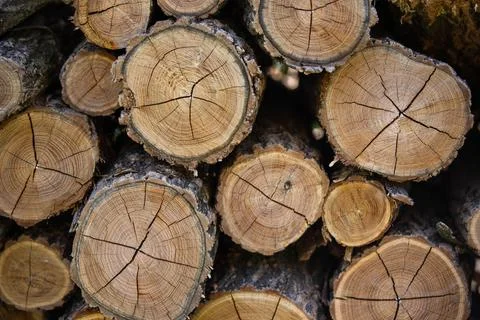 Closeup of stack of wooden logs with round butts Fotos Stock