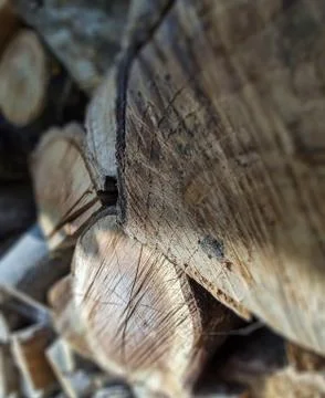 Closeup stacked cut tree trunks for winter. Timber firewood background. Stock Photos