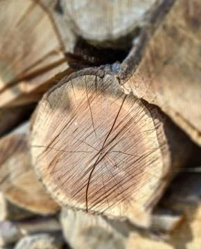 Closeup stacked cut tree trunks for winter. Timber firewood background. Stock Photos