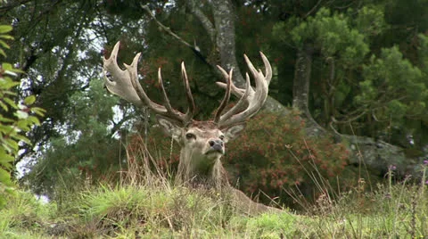 Closeup Stag head Portrait. Stock Footage 22674940