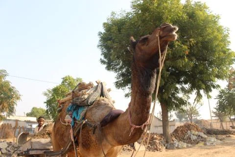 A closeup of a standing camel Stock Photos
