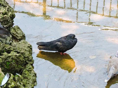 Closeup Standing on a Stone in a   Pond Stock Photos