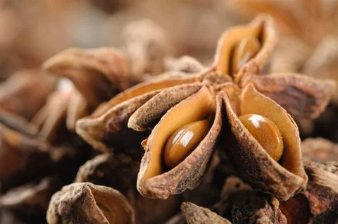 Closeup star anise Foto stock