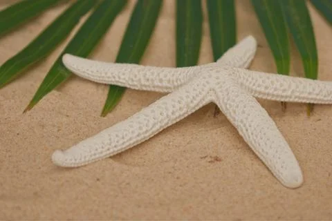 Closeup of starfish on the beach Foto stock
