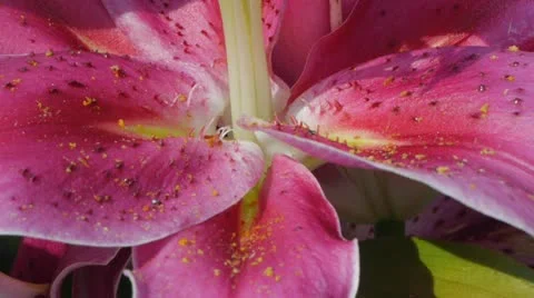 Closeup of Stargazer Lily Stock Footage 11945461
