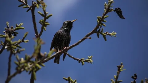 Closeup of an starling bird calling for mating Stock Footage 140110494