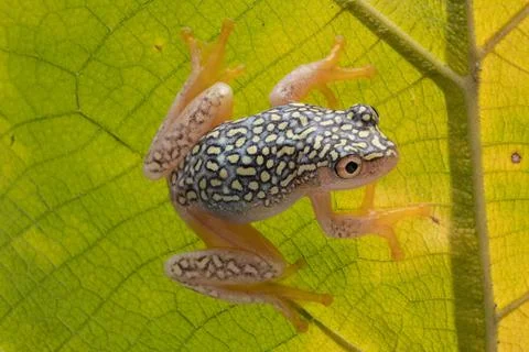 Closeup of a Starry Night Reed Frog on a leaf on a sunny day Stock Photos