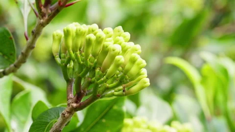 Closeup, static, clove buds aromatic flower buds of tree Myrtaceae, maluku Stock Footage 251944058