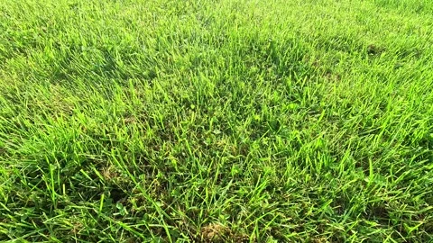 Closeup static view of fresh green grass field Video stock 317904593