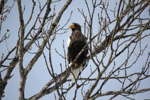 Closeup of Stellar's Seas Eagle perched on a tree Stock Photos