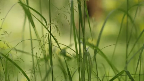 Closeup stem of fresh green grass on natural summer meadow in sunny day slider Stock Footage 145062737