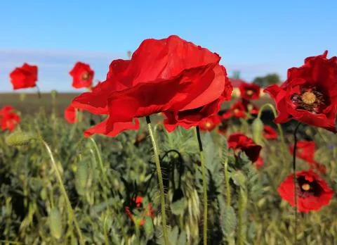 Closeup stem with needles and  red flower of common poppy - Papaver rhoeas. Stock Photos