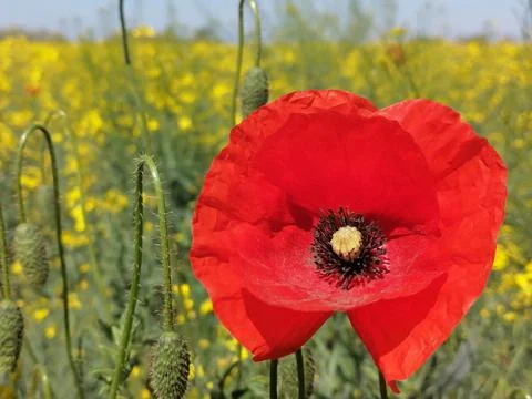 Closeup of stem with needles and red flower of common poppy - Papaver rhoeas Stock Photos