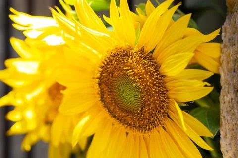 Closeup of the stem of a yellow daisy Stock Photos