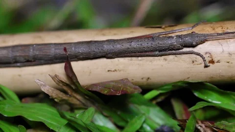 Closeup stick insect or Phasmids (Phasmatodea or Phasmatoptera) sitting on a Stock Footage 109593877