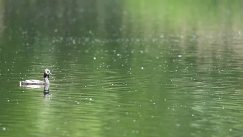 Closeup still of a great crested grebe bird on a green lake Stock Footage 279653795