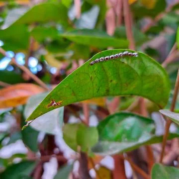 Closeup of stink bug eggs on foliage Stock Photos
