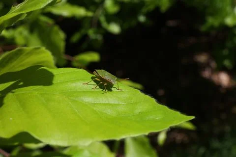 Closeup of a stinkbug on a broad light green leaf in a garden Stock Photos