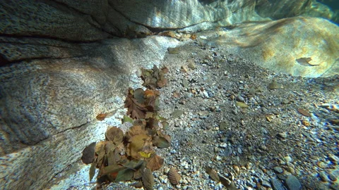 Closeup stone bottom of river of Verzaska mountain river in Switzerland. Stock Footage 143426545