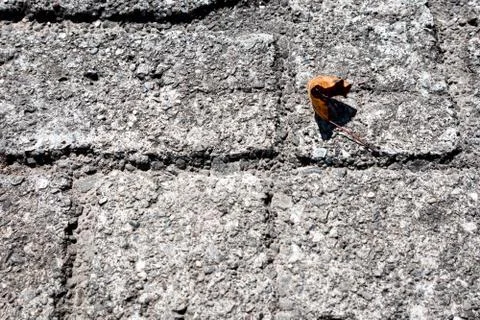Closeup of Stone Path with Lone Orange Leaf Foto stock