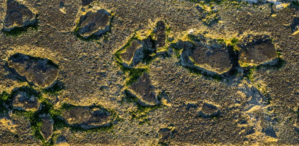 Closeup of a stone pattern at the beach, rock covered in sea weed and sand, n Stock Photos