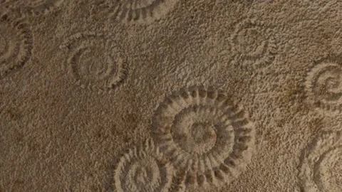Closeup of stony wall with shell fossils Stock Footage 221315162
