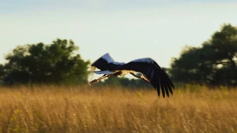 Closeup of a stork taking off in the sunset field Stock Footage 77531598