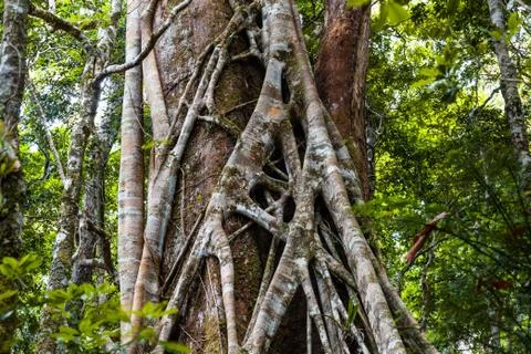 Closeup of strangler fig tree in a rainforest Stock Photos