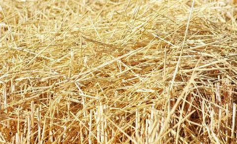 Closeup of straw texture on field Stock Photos