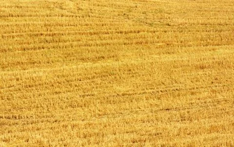 Closeup of straw texture on field Stock Photos