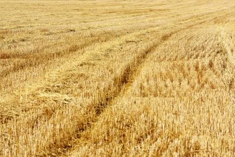 Closeup of straw texture on field Stock Photos