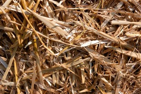 Closeup of straw texture in hay bale as background Stock Photos