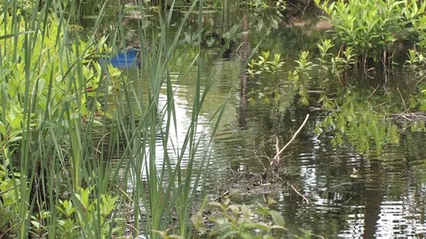 Closeup of a Stream Stock Footage 128718976