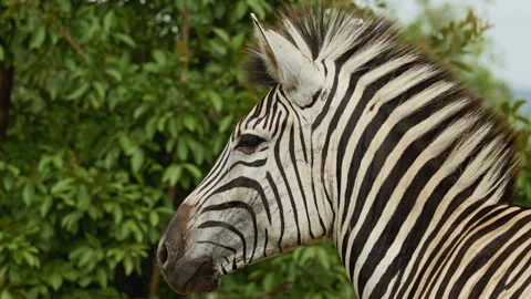 Closeup of a striped wild african zebra face walking alone in the forest Stock Footage 284201546