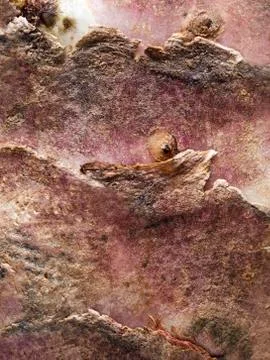 A closeup of a structure of a Jerusalem artichoke Foto stock